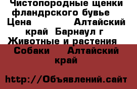 Чистопородные щенки фландрского бувье  › Цена ­ 15 000 - Алтайский край, Барнаул г. Животные и растения » Собаки   . Алтайский край